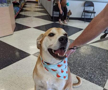 Vetco Vaccination Clinic