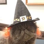 Animal Eye Consultants