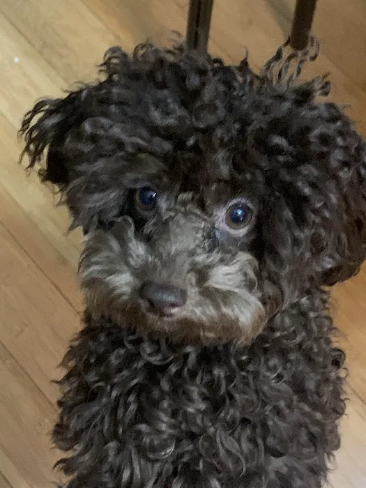Kindred Pet Care Picture 9