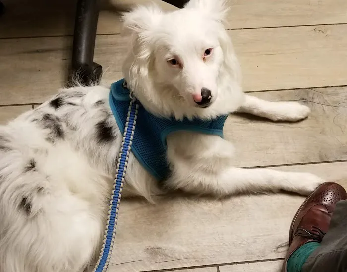 Skycrest Animal Clinic Picture 3