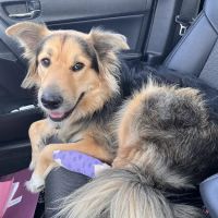 Lincolnshire Animal Hospital ico