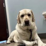 Companion Vernon Hills