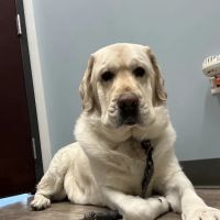 Companion Vernon Hills ico