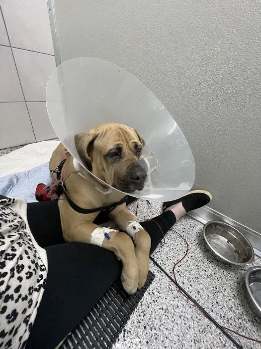 Veterinary Specialty Center Picture 10