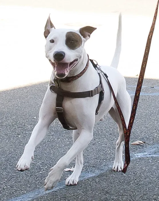 PetCure Oncology Central Office - Advanced Cancer Treatments for Cats & Dogs Picture 6