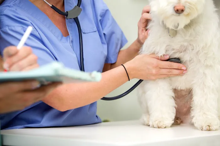 PetCure Oncology Central Office - Advanced Cancer Treatments for Cats & Dogs Picture 8