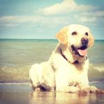 Animal Medical Center at Fort Sheridan (vet)