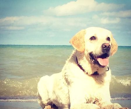 Animal Medical Center at Fort Sheridan (vet)