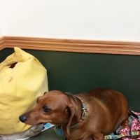 Northwest Veterinary Clinic ico