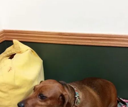 Northwest Veterinary Clinic