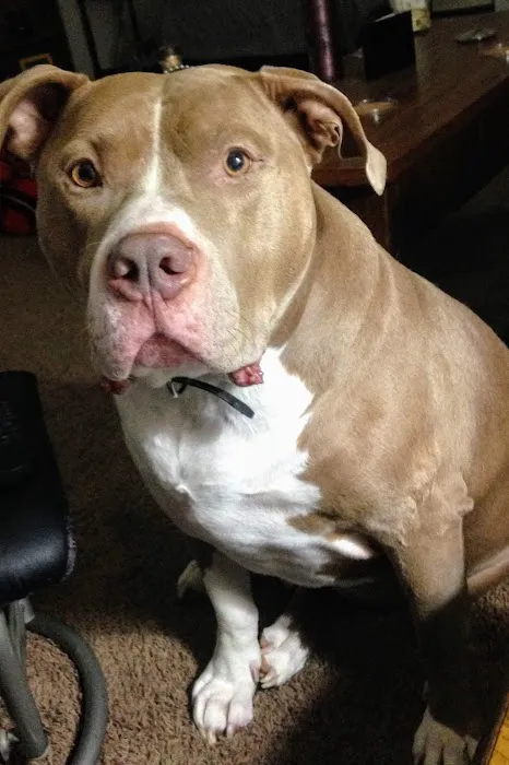 All Creatures Veterinary Services: Civey Jim DVM Picture 4