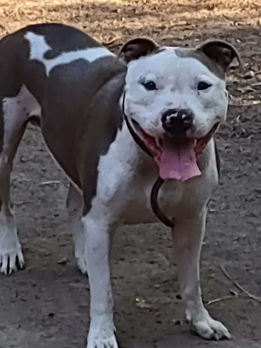All Creatures Veterinary Services: Civey Jim DVM Picture 3