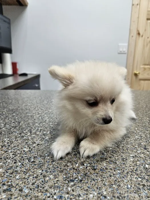 All Creatures Veterinary Services Picture 6