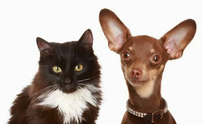 Veterinary Center Family Pet Care Picture 1