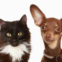 Veterinary Center Family Pet Care ico