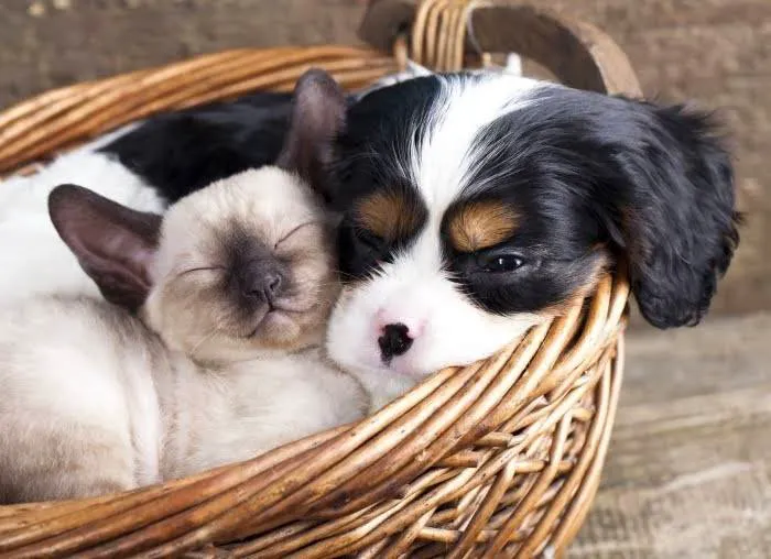 Veterinary Center Family Pet Care Picture 6