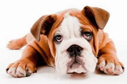 Veterinary Center Family Pet Care Picture 5