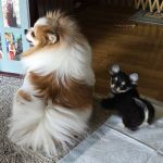 Pet Townsend Veterinary Clinic