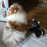 Pet Townsend Veterinary Clinic ico