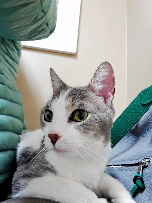 Pet Townsend Veterinary Clinic Picture 9