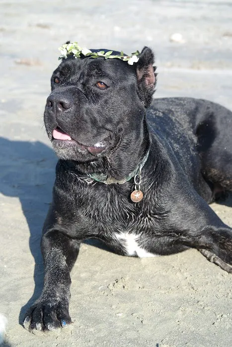 Apple Tree Cove Animal Hospital Picture 4