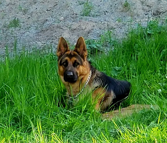 Apple Tree Cove Animal Hospital Picture 8