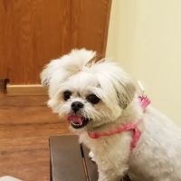Balanced Pet NW ico