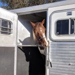 Sound Equine Veterinary Hospital