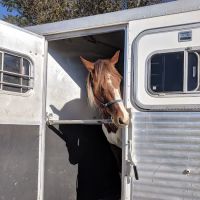 Sound Equine Veterinary Hospital ico