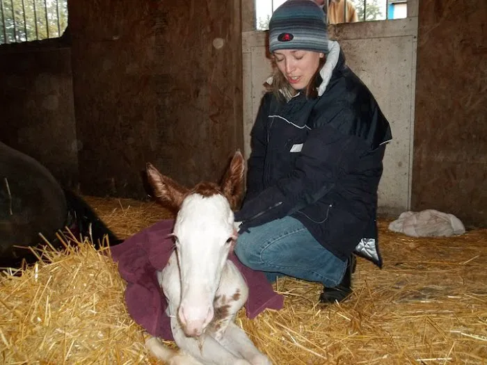 Sound Equine Veterinary Hospital Picture 5