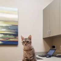 Clifton Hollow Animal Hospital ico