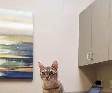 Clifton Hollow Animal Hospital