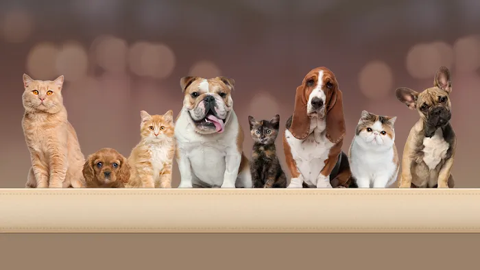 Clifton Hollow Animal Hospital Picture 9