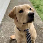 Animal Emergency & Specialty Center