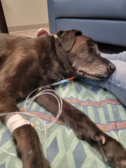 Animal Emergency & Specialty Center Picture 3