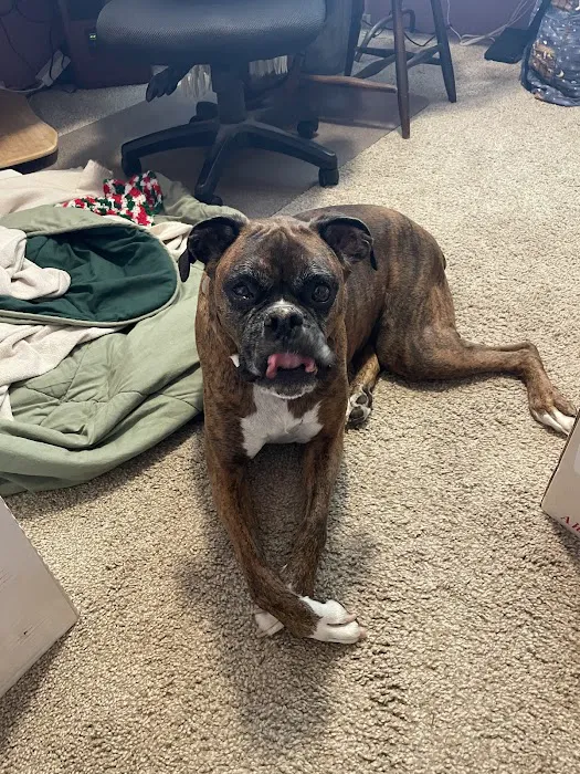 Animal Emergency & Specialty Center Picture 7