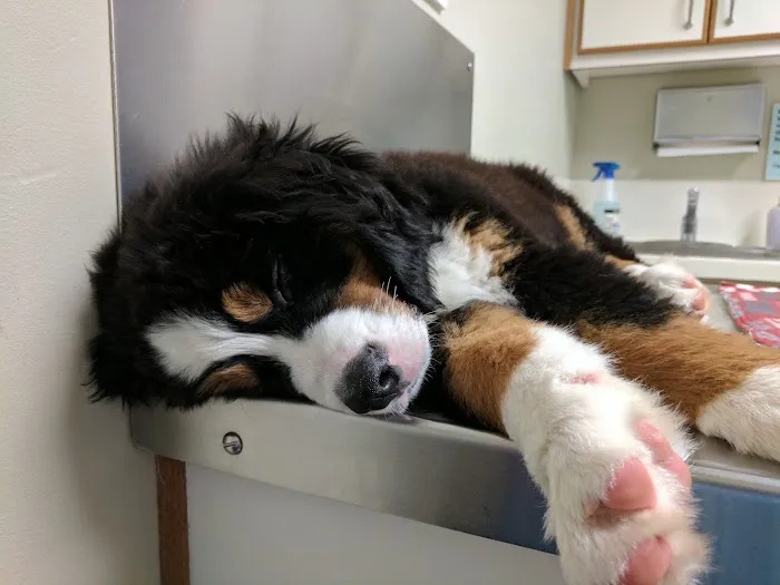 Animal Emergency & Specialty Center Picture 8