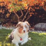 Poulsbo Marina Veterinary Clinic
