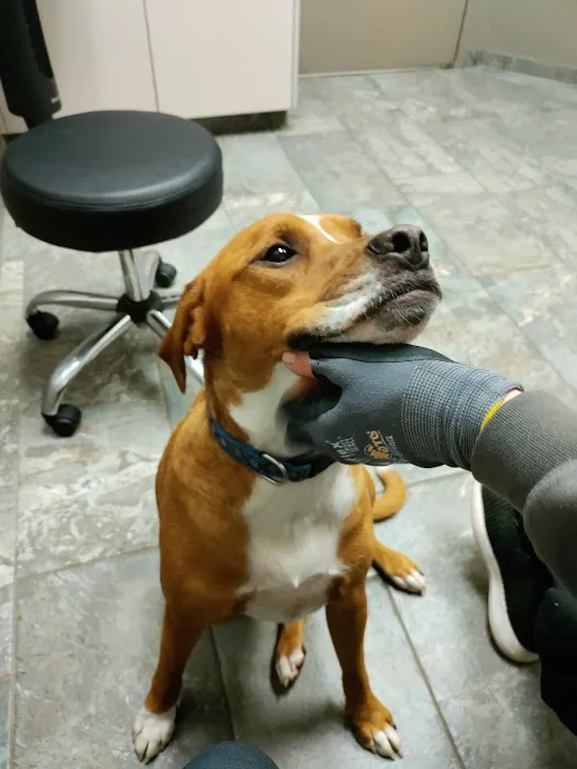 Poulsbo Marina Veterinary Clinic Picture 8