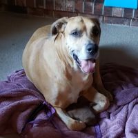 Poulsbo Animal Clinic ico