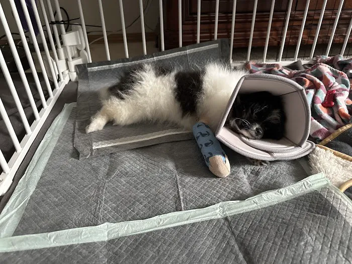 Poulsbo Animal Clinic Picture 6