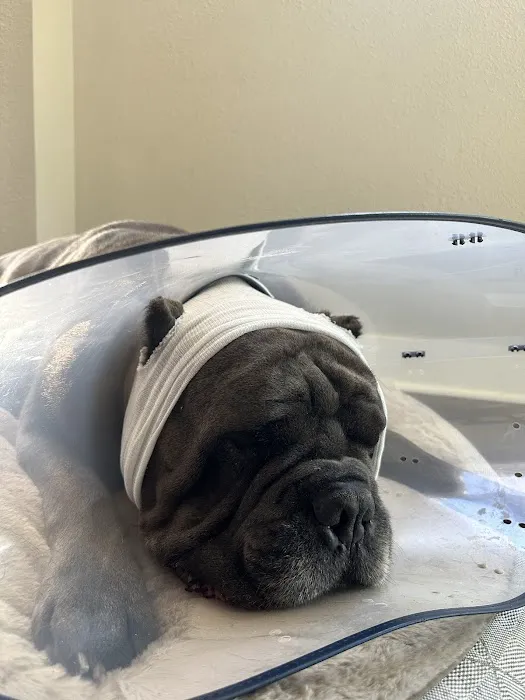 Poulsbo Animal Clinic Picture 8
