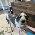 Companion Animal Wellness Center