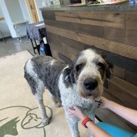 Companion Animal Wellness Center ico