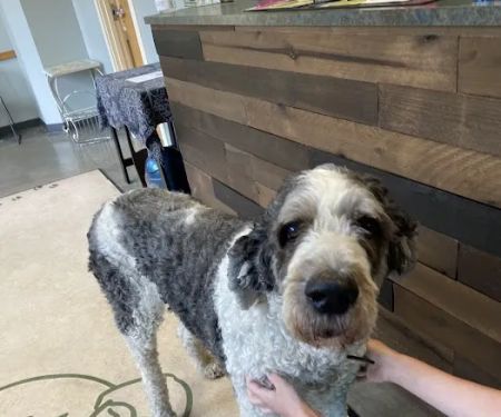 Companion Animal Wellness Center