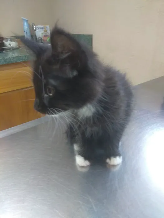 Tyee Veterinary Clinic Picture 6