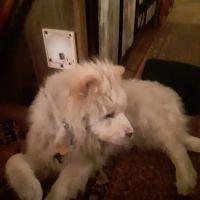 Tyee Veterinary Clinic ico