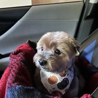 Dermatology Clinic for Animals ico