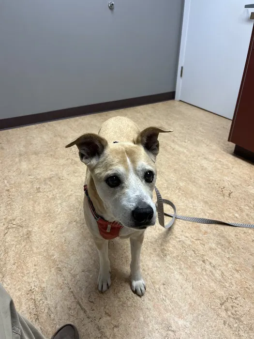 Hope Veterinary Oncology Services Picture 1
