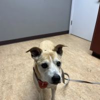 Hope Veterinary Oncology Services ico